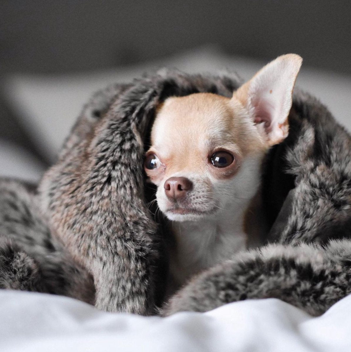 Miles Travel Blanket Silver Fox M